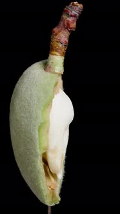 Vertical video. Half of a green almond with a soft white kernel inside, rotation on a black
