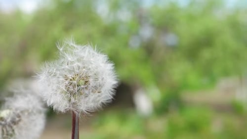 Fluffy Delicate Dandelion Seeds on Green Background in Field