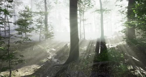 Sunlight Filters Through the Trees in a Serene Forest Glade at Dawn