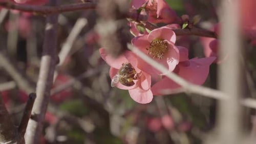 Bee Collects Pollen from Pink Flower