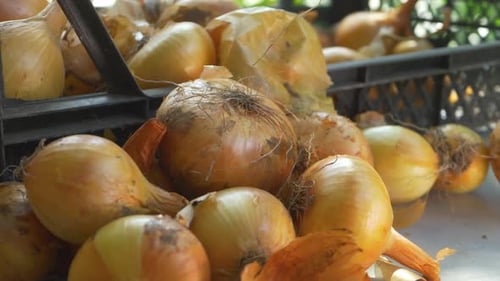 White Fresh Onion on Wooden Background