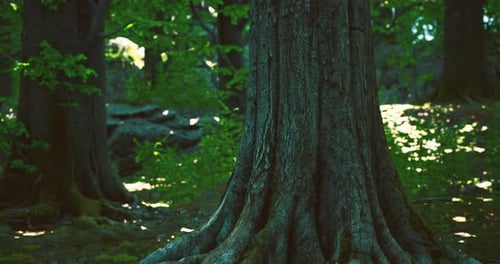 Majestic Tree Standing Tall in a Serene Forest with Dappled Sunlight