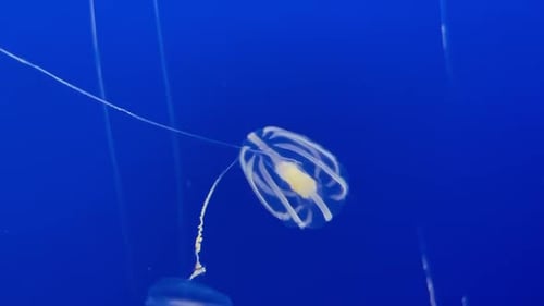 Medusa de grosella marina bajo el agua mostrando su colorida luz bioluminiscente.