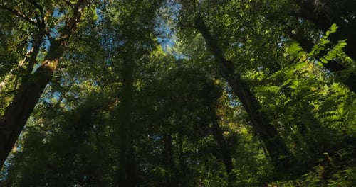 Panoramic View From Foliar Forest Summer Sunny Day Beautiful Landscape Green Colors Summer Deciduous