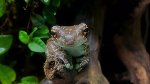 A breathing frog with special yellow eyes sits on a branch