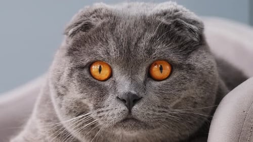 Closeup of a Scottish Fold Cat with Orange Eyes Looking Calmly Into the Camera