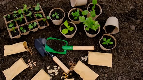 Plant Seedlings in the Soil Selective Focus