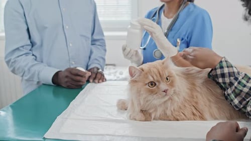 Veterinarian Discussing Cat Health with Owner