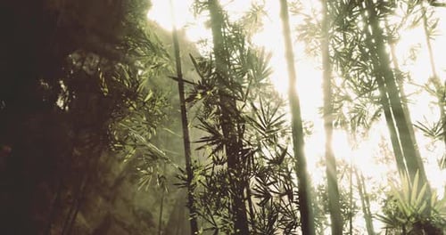 Sunlight Filters Through a Dense Bamboo Forest in a Tranquil Setting