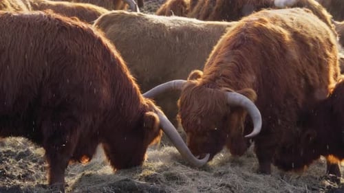 Cinematic footage, Beautiful horned Highland Cattle at Sunrise on a Frozen Meadow, highland cow and