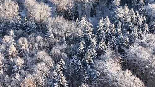 Aerial View of Snowy Forest in Winter