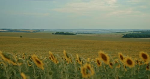 Lot of Sunflowers are Blooming in the Field Sunflower Cultivation
