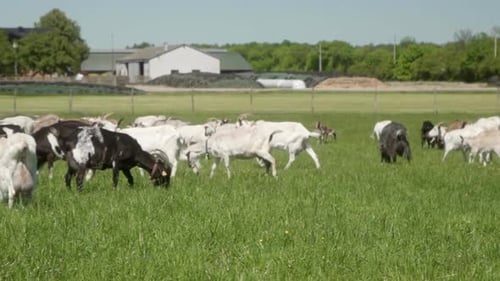 Goats Graze Happily in Sunny Rural Pasture