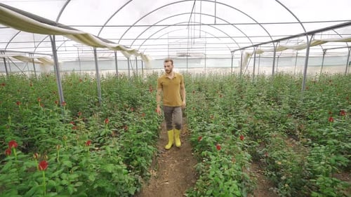 Man Walks Through Greenhouse Inspecting Red Roses