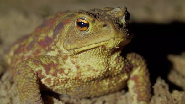 A Big Green Toad Sets on the Ground in the Forest at Night, Nature ...