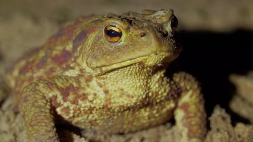 A Big Green Toad Sets on the Ground in the Forest at Night