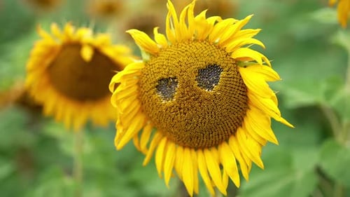 Two holes made in the sunflower that is already starting to fade. Agricultural field of sunflowers