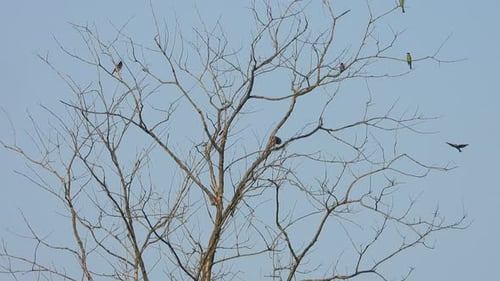 Oiseaux se relaxant dans un arbre et trouvant de la nourriture.
