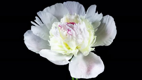 White Pink Peony Blooming in Time Lapse on a Black Background. Tender Flower Moving Petals Close Up