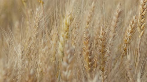 Wheat Field Ears of Wheat Swaying From the Gentle Wind