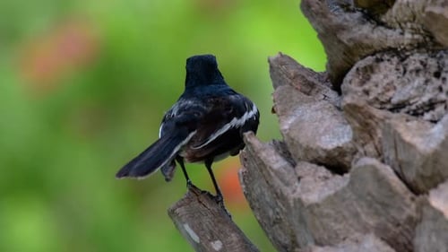 The Oriental magpie-robin is a very common passerine bird in Thailand in which it can be seen anywhe