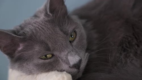 Relaxed Gray Cat Resting its Head