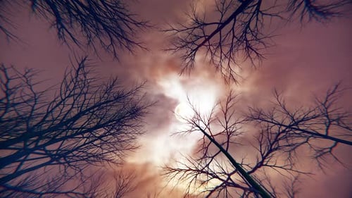 Eerie Bare Trees Silhouetted Against Cloudy Moonlit Sky