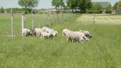 Schafe grasen in der Nähe einer Farm. Freilandtiere für die Woll- und Fleischproduktion
.