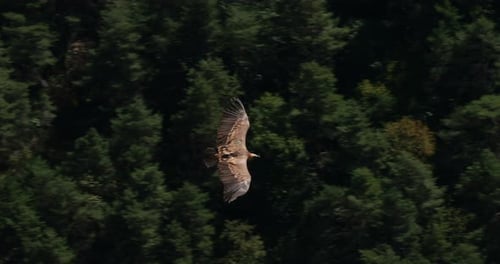 Griffon vulture flying over the Jonte Gorges, Lozere department, France