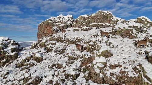 Alpensteinbock