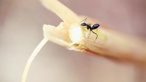 Black Ant on Light Plant Stem – Macro Close-Up of Insect Behavior