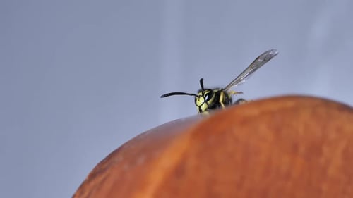 Nahaufnahme von Wespeninsekten mit flachem Fokus, die auf der Oberfläche von frischen Früchten kriechen
