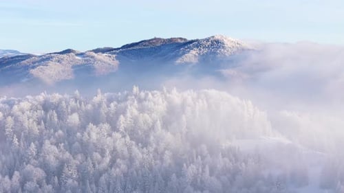 Aerial View of a Forest Covered with Frost on the Mountain Slopes