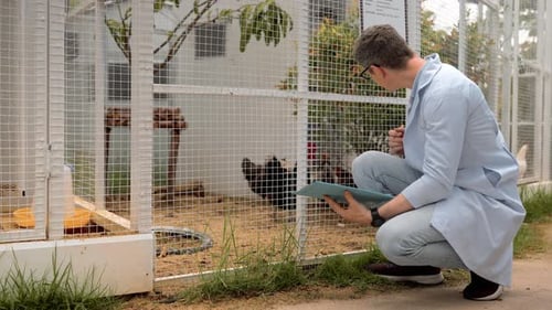 Veterinarian examining chickens on rural farm