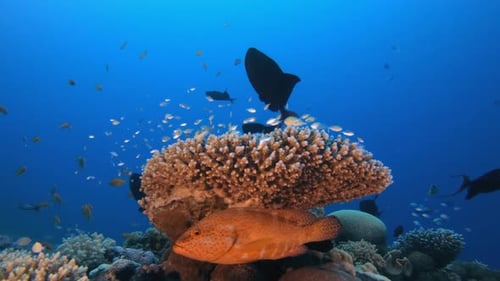 Tropical Colourful Fish