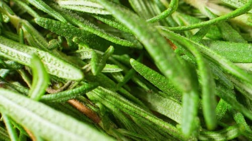 Le monde de la cuisine avec une vue rapprochée des feuilles de romarin aromatiques.