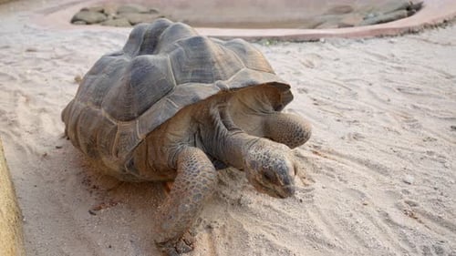 African spurred tortoise walking slowly on sandy ground during a sunny day