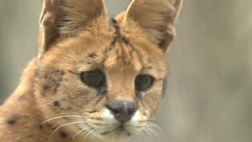 Un serval sauvage au zoo.