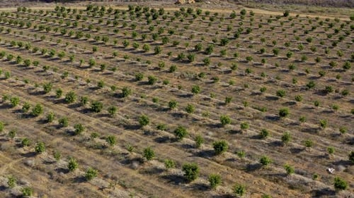 Rows of plants on a farm