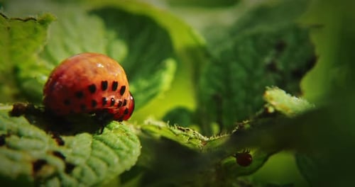 Close Up of Spotted Insect on Green Leaf