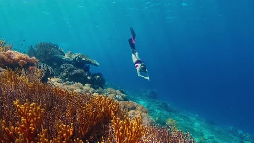 Woman Freediver Dives and Swims Underwater Near the Vivid Coral Reef in the Komodo National Park in
