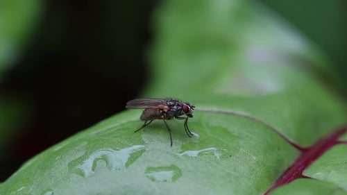 A fly preening itself while perched on a wet leaf. Summer. UK
