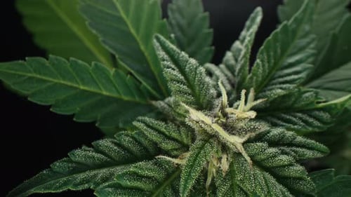 THC Cannabis productionHemp Cultivation Sativa Indica Weed growingMacro Dolly