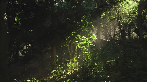 Clairière forestière épaisse avec lumière du soleil tachetée et fond bokeh doux