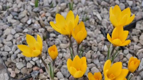Crocuses with beautiful flowers multicolored. The most beautiful flowers of spring