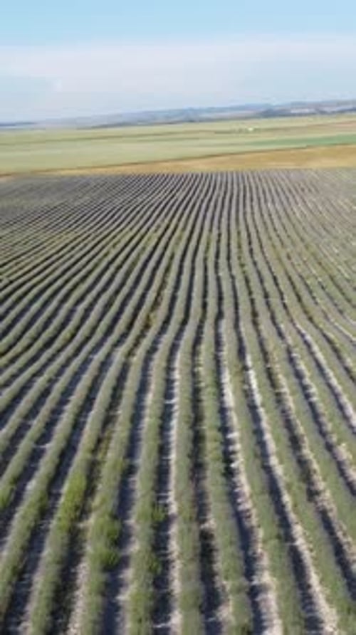 Aerial Lavender Fields Endless Rows of Blooming Lavender Fields on Summer Sunset Time Lavender Oil