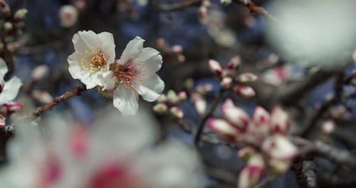 Honey Bee Pollinates Pink Cherry Blossoms in Spring Wild Nature