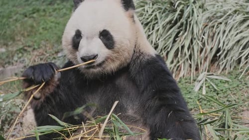 Panda Close Up Eating