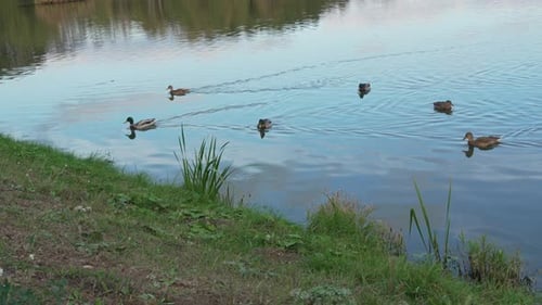 Duck and drake swim in the pond looking for food. Duck pond with water birds. Flock of ducks