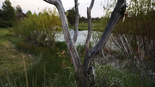 Dry Old Tree Branch On Rural Landscape - tilt up shot
